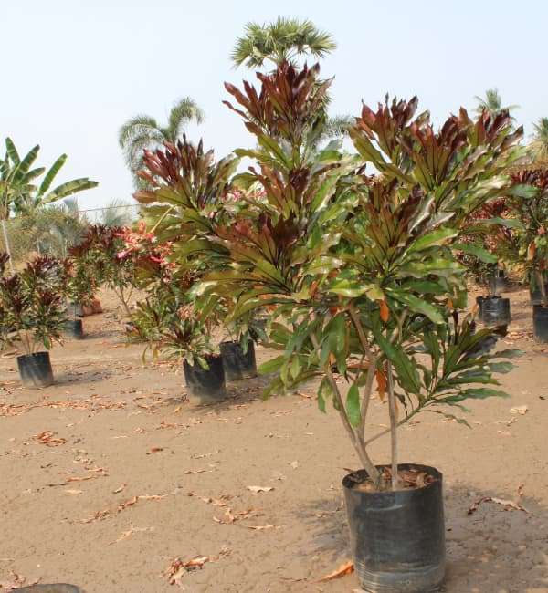 Cerbera Odollam Rubra (Red Pong Pong)